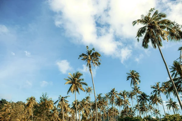 椰子树在种植园在天空背景 — 图库照片