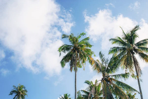 有背景的椰子树在天空 — 图库照片