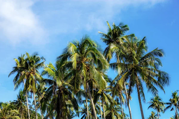 在蓝天上的椰子树与背景 — 图库照片