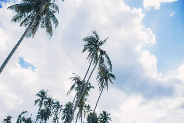 夏天海上的棕榈树和天空 — 图库照片