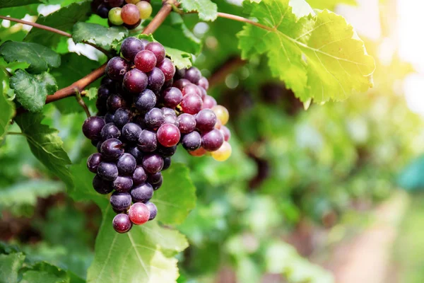 Uvas Rojas Árbol Granja Con Luz Del Sol — Foto de Stock