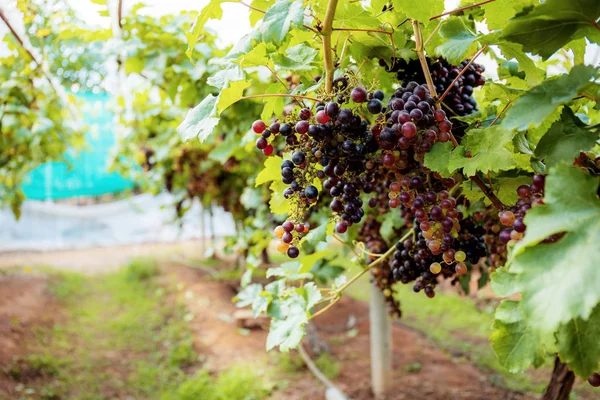 Uvas Maduras Otoño Granja Con Luz Del Sol — Foto de Stock