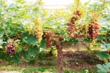 Beyaz ve kırmızı üzüm güneş ışığı mahzeninde asılı.