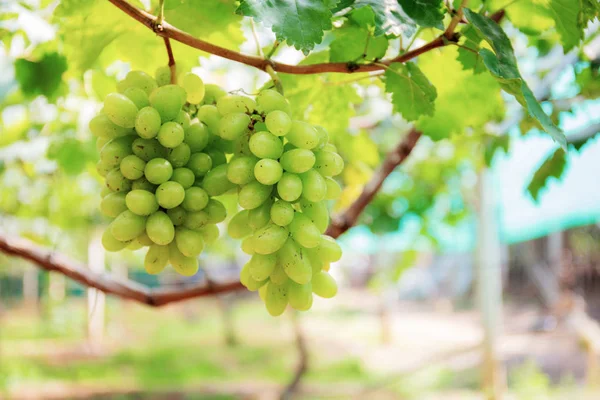 White Grapes Growing Vineyard Thailand — Stock Photo, Image