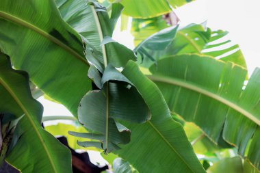 Muz yaprakları gökyüzünde güneş ışığıyla.