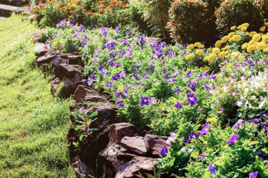 Renkli ile güneş ışığı, bahçede çiçek.