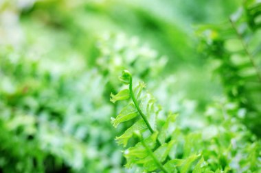 Fern bahar güneş ışığı ile yaprakları.