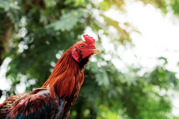 Frango Campo Árvore Com Céu — Fotografia de Stock