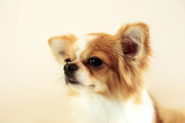 Cão Bonito Com Fundo Cinza — Fotografia de Stock