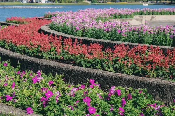 Flor Parcela Com Colorido Jardim — Fotografia de Stock