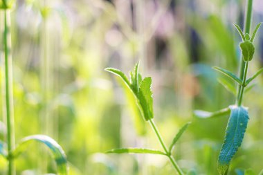Verbena leaves with beautiful at sunrise in the winter.