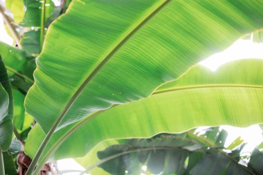 Muz yaprakları güneş ışığıyla ağaçta.