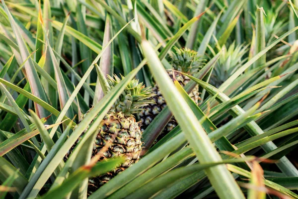 Ananas Plantage Met Zonsopgang — Stockfoto