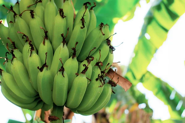 Ruwe Banaan Met Zonlicht Hemel Boerderij — Stockfoto