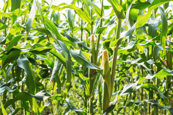 Young corn on tree in farm with sunrise.