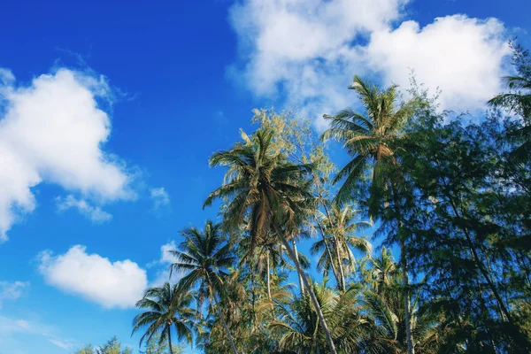 在蓝天上有阳光的椰子树 — 图库照片