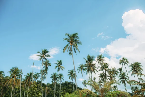 在海上与蓝天的海滩上的椰子树 — 图库照片