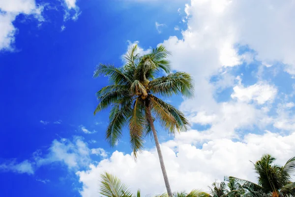 在阳光下 海滩上的椰子树与蓝天 — 图库照片