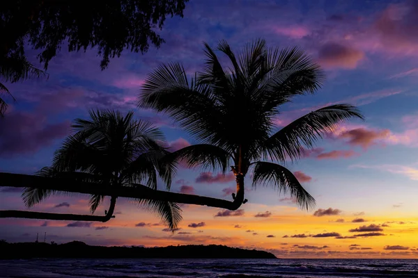 Кокосовое Дерево Силуэтом Заката Море — стоковое фото