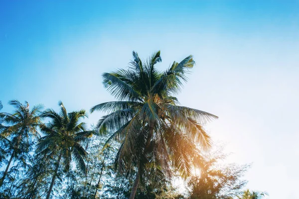 在天空中阳光的椰子树 — 图库照片