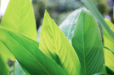Yaprakları bitki bahçesinde güneş ışığı ile.
