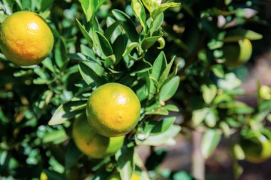 Çiftlikteki ağaçta güneş ışığıyla portakal.