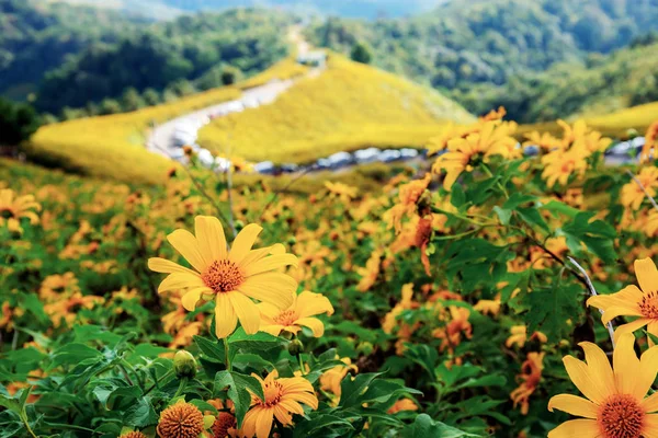 Bua Tong Flor Montanha Inverno Tailândia — Fotografia de Stock