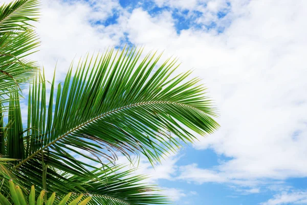 Palma Deixa Céu Com Luz Sol Praia — Fotografia de Stock