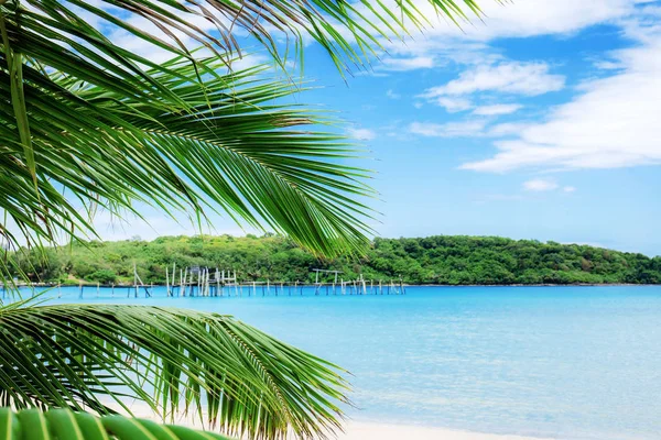 Пальмового Листя Blue Sky Пляжі Таїланду — стокове фото
