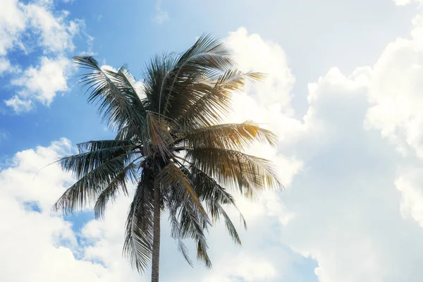 棕榈树与天空在阳光下 — 图库照片