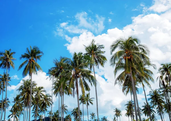 棕榈树与蓝天在白天 — 图库照片
