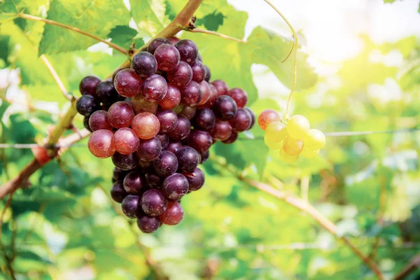 Uvas Rojas Árbol Viñedo Con Luz Del Sol — Foto de Stock