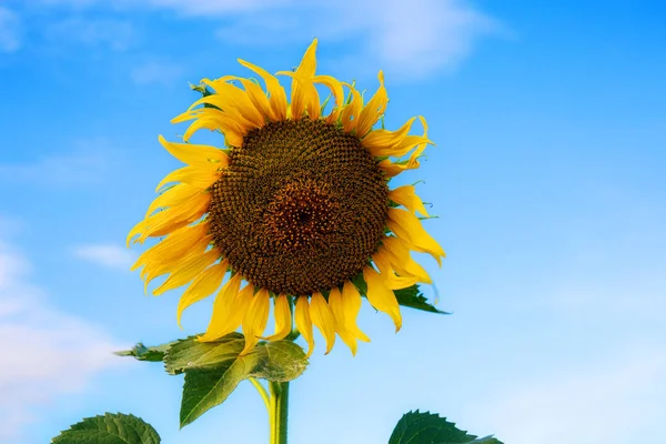 Girasol Con Cielo Azul Invierno —  Fotos de Stock