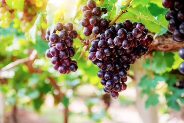 Raisins Rouges Sur Arbre Dans Vignoble Avec Lumière Soleil Thaïlande — Photo