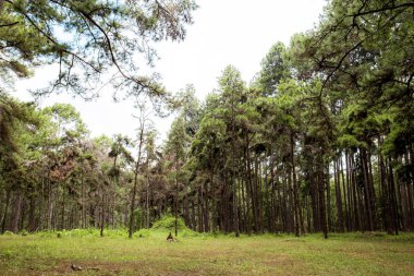 Çam ağacı Bahçe ve çim gökyüzü kış ile.