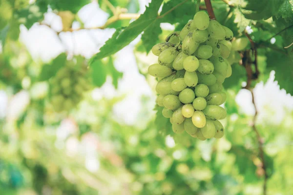 Uvas Brancas Árvore Com Luz Solar Vinha — Fotografia de Stock