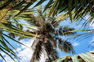 Palmiye ve yaprakları yaz aylarında güneş ışığı ile mavi gökyüzüne.