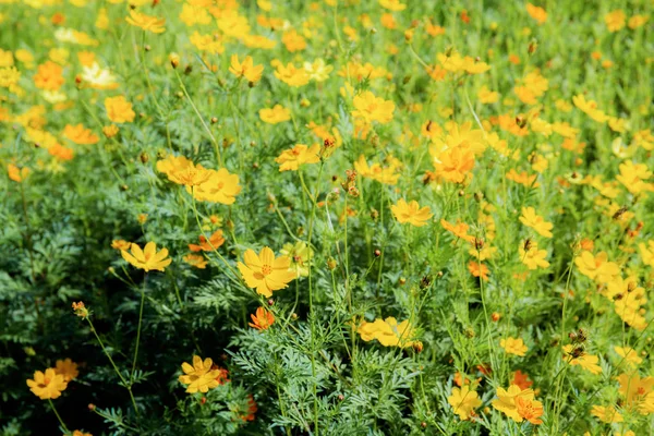 Cosmos Amarelos Jardim Com Fundo Cor — Fotografia de Stock