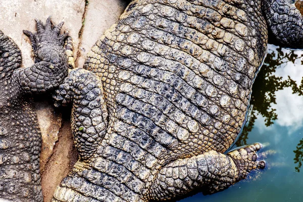 Krokodil Háttér Textúra — Stock Fotó