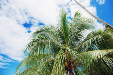 Palm ssunlight ile yaz gökyüzüne bırakır.