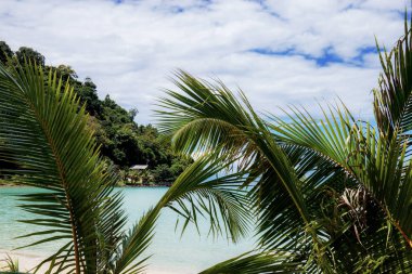 Bulut arka plan ile gökyüzüne palmiye yaprakları.