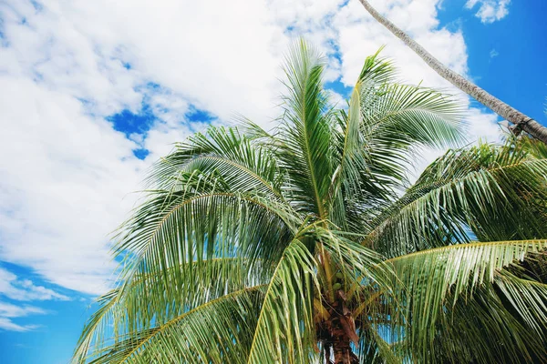 Palma Parte Céu Verão Com Luz Solar — Fotografia de Stock