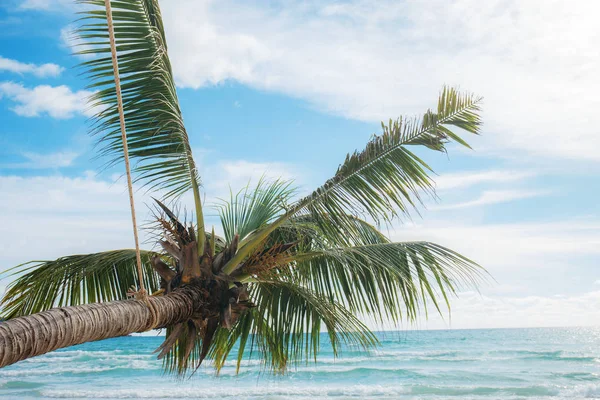 Palm Tree Sea Sky — Stock Photo, Image