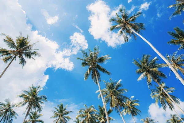 夏天天空高的椰子树 — 图库照片