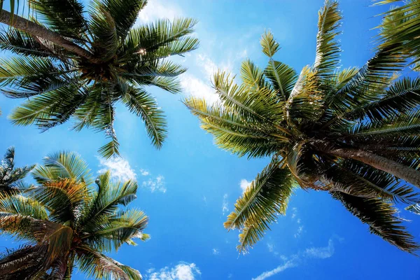 夏日阳光普照的蓝天棕榈树 — 图库照片