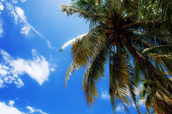 Palmeira Seca Folhas Céu Com Luz Solar — Fotografia de Stock