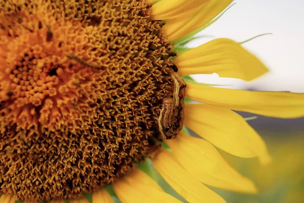 Sunflower Closeup Worm Texture Background — Stock Photo, Image