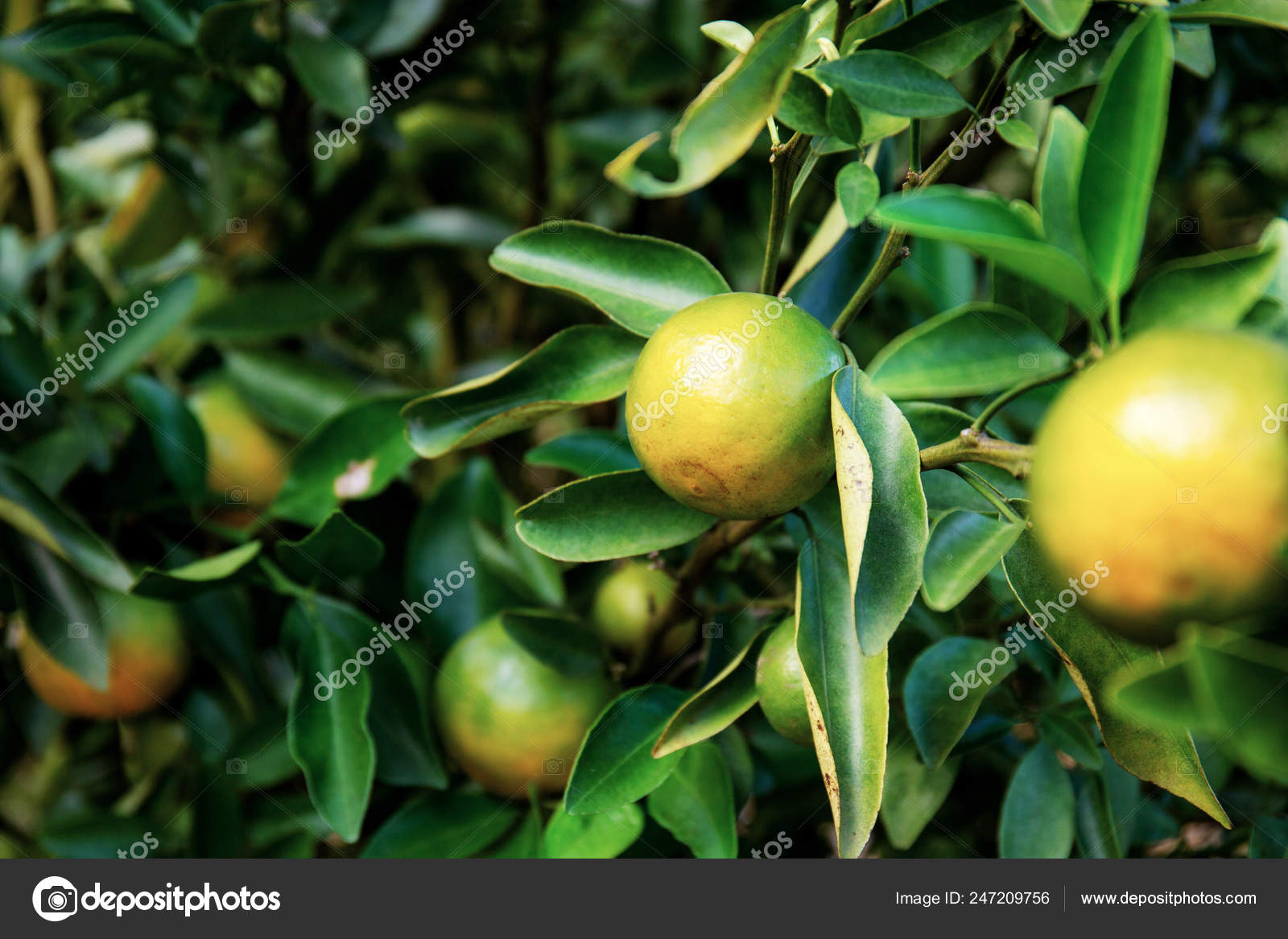 Download 930+ Background Information Of Orange Farm Paling Keren
