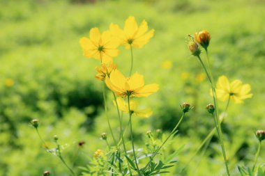 Cosmos adlı bir gündüz kışın çiçek.