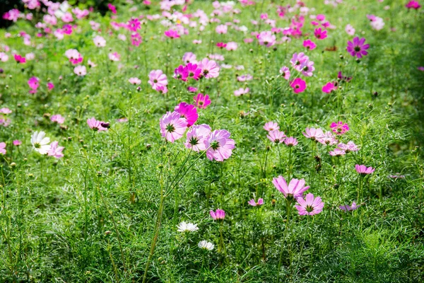 Cosmos Flor Com Bonito Jardim — Fotografia de Stock